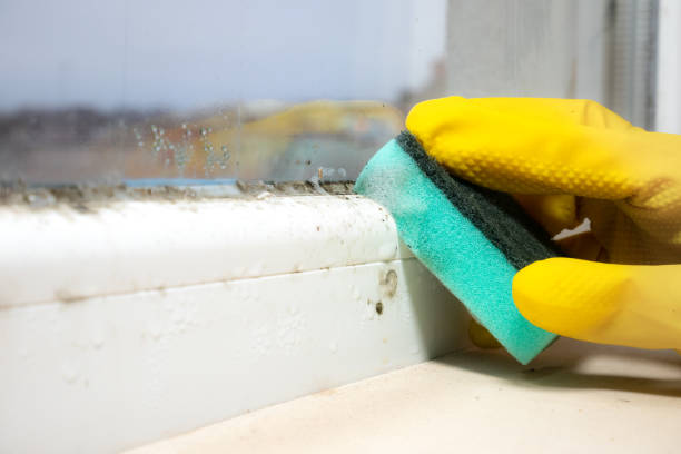 Best Toxic Mold Removal  in Cave City, AR