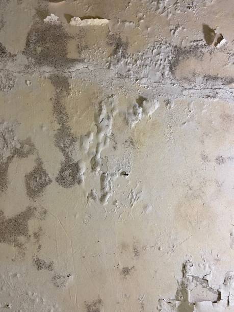 Best Certified Mold Removal  in Cave City, AR