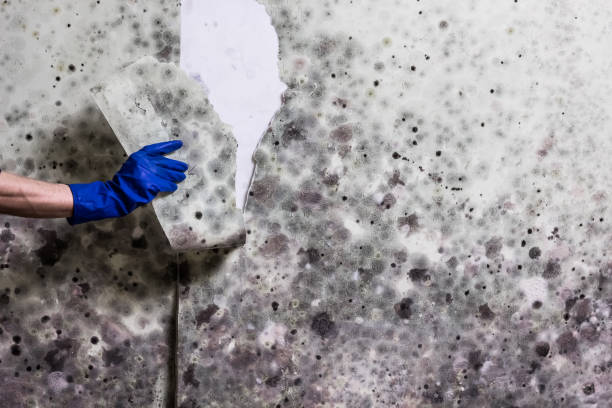 Best Fast Mold Removal  in Cave City, AR