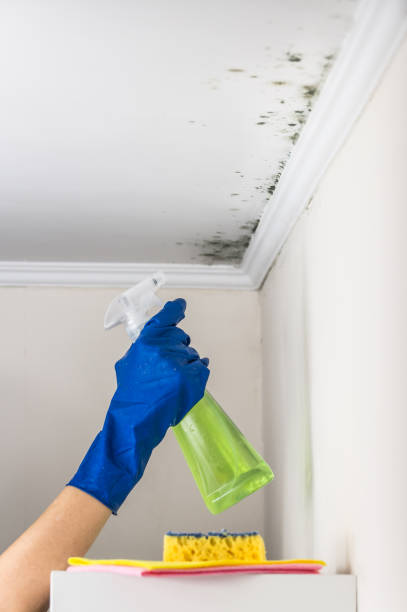 Best Black Mold Removal  in Cave City, AR