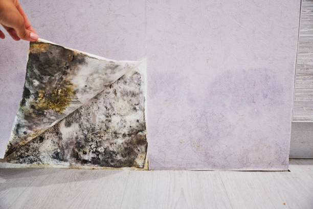 Water Damage Restoration in Cave City, AR
